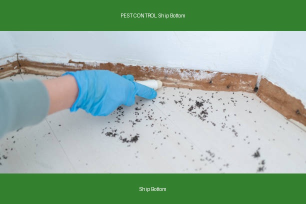 PEST CONTROL Ship Bottom